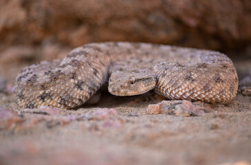 Desert horned viper (Cerastes cerastes)