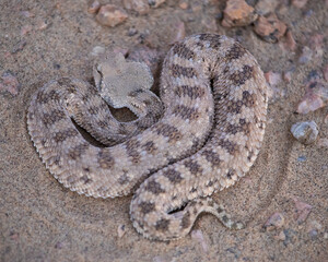 Desert horned viper (Cerastes cerastes)