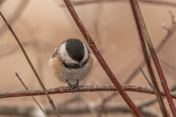 Black-capped Chickadee eats a seed during a snow storm