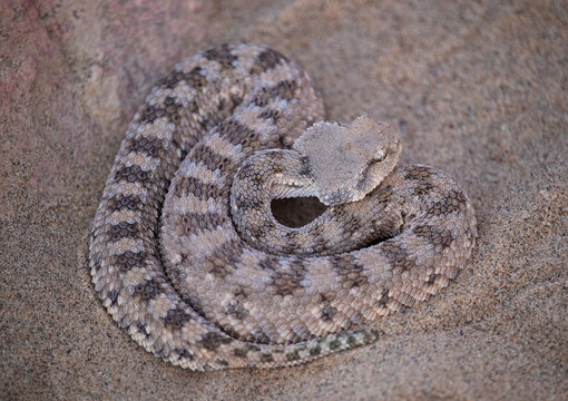 Desert horned viper (Cerastes cerastes)