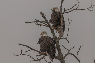Bald Eagle pair perched in a tree during a snow shower