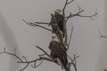 Bald Eagle pair perched in a tree during a snow shower