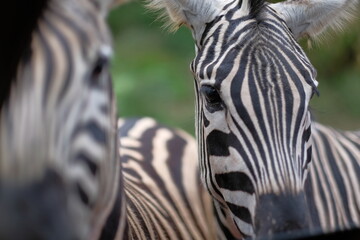 Naklejka premium Stripes of the Savanna: Close-Up of Zebras