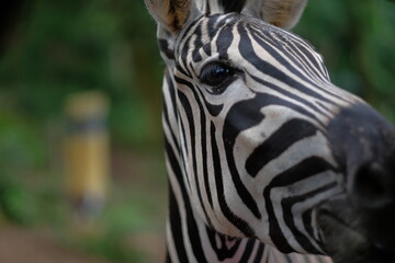 Naklejka premium Close-up Portrait of a Zebra's Face