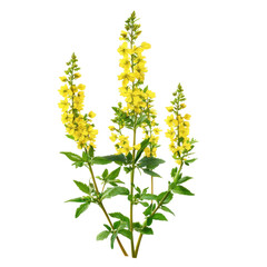 Bright Yellow Agrimony Flower Isolated on Clean transparent background in Photorealistic Detail