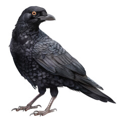 Detailed Illustration of an Isolated Alpine Chough Bird Against a Clean transparent background
