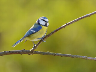 Little bird perching on a tree. Blue tit. Parus caeruleus