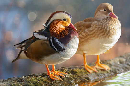 Couple of mandarin ducks standing at coast of lake - Powered by Adobe