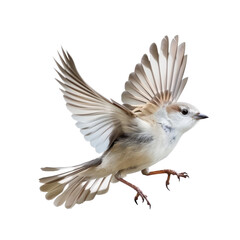Obraz premium Photorealistic Bird Flying with Outstretched Wings on a Clean transparent background