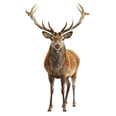 Obraz premium Realistic Isolated Deer on Clean transparent background Featuring Detailed Antlers and Lifelike Fur Texture