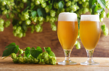 Glasses of beer and green hops on wooden table
