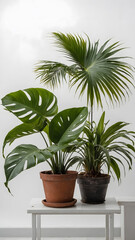 ush green tropical plants against a plain white background, are ideal for tropical-themed designs, nature posters, or botanical-themed graphics. Tropical foliage on a white backdrop