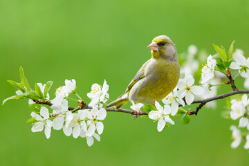 Little bird perching on branch with white flowers of blossom cherry tree. Greenfinch. Carduelis chloris