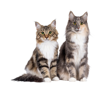 Sweet black tabby blotched Norwegian Forestcat kitten and adult blue tortie, sitting up side by side. Looking towards camera with mesmerising green eyes. Isolated cutout on a transparent background.