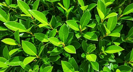 Obraz premium Small green leaves texture background with beautiful pattern, green leaves background