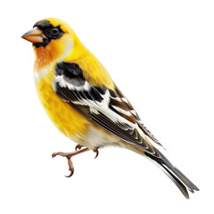 Fototapeta premium Detailed Portrait of a Vibrant Goldfinch Isolated on a Clean transparent background for Photorealistic Representation
