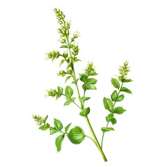 Detailed Illustration of Goosefoot Plant Isolated on Clean transparent background for Botanical Use