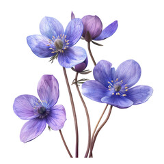 Beautiful Isolated Hepatica Flowers on Clean transparent background in Photorealistic Detail