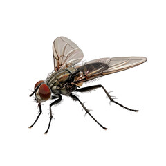 Fototapeta premium Detailed Close-up of a Fly on a Clean transparent background for Photorealistic Renderings and Illustrations