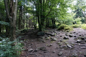 Footpath in Owl Mountains, Poland
