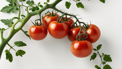  Tomatoes on the Vine isolated. Tomatoes on the Vine with a clipping path