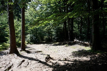 Footpath in Owl Mountains, Poland