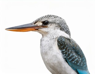 Obraz premium Common Kingfisher (Alcedo atthis) isolate on white background