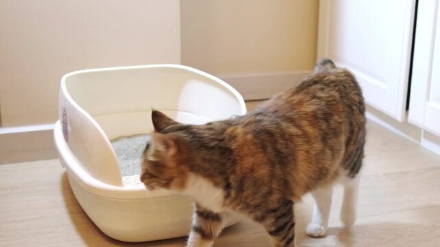 tricolor domestic cat sniffs a litter tray. homeless cat is being trained to use a litter box in an apartment.