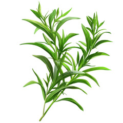 Fresh Tarragon Herb Isolated on a Clean transparent background for Culinary and Herbal Use