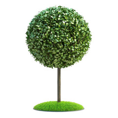 Photorealistic Isolated Topiary Tree on Clean transparent background for Modern Design Projects