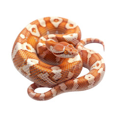 Fototapeta premium Captivating Whipsnake on a Clean transparent background in Photorealistic Style for Nature and Wildlife Photography