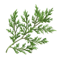 Fototapeta premium Isolated Wormwood Leaf on Clean transparent background for Botanical or Herbal.