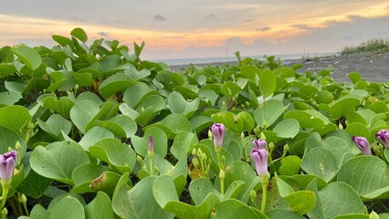 Sea kale grows on the beach