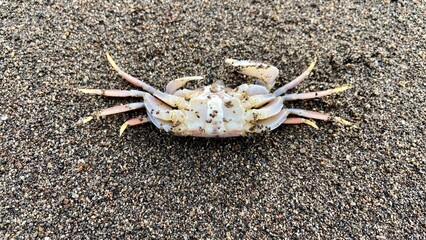 beach crab