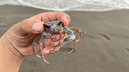 beach crab