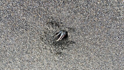 beach crab