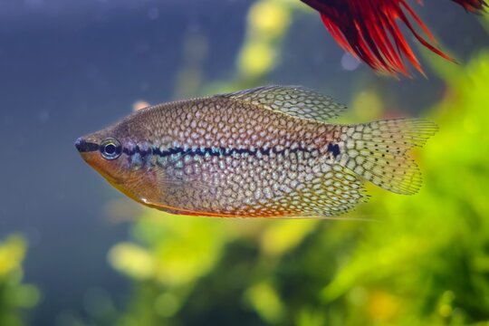adult Trichopodus leerii, widespread aqua trade ornamental labyrinth fish sale, petshop commercial aquascape, Amano style planted aquadesign, professional care, shallow dof blur background