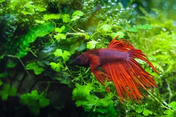 red crowntail Betta splendens show aggression swim in planted aquascape, artificial aqua trade breed of wild ornamental species, easy to keep for beginner, commercial stand showcase, aquarium market