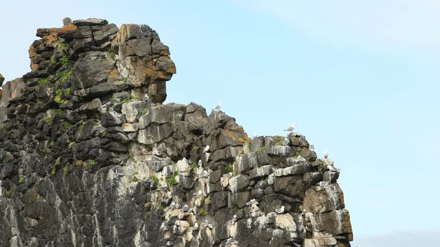 Wild birds fly around a cliff, Northern Iceland