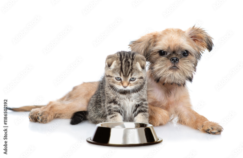Aufkleber brussels griffon puppy and scottish fold kitten sit with empty bowl. isolated on white background