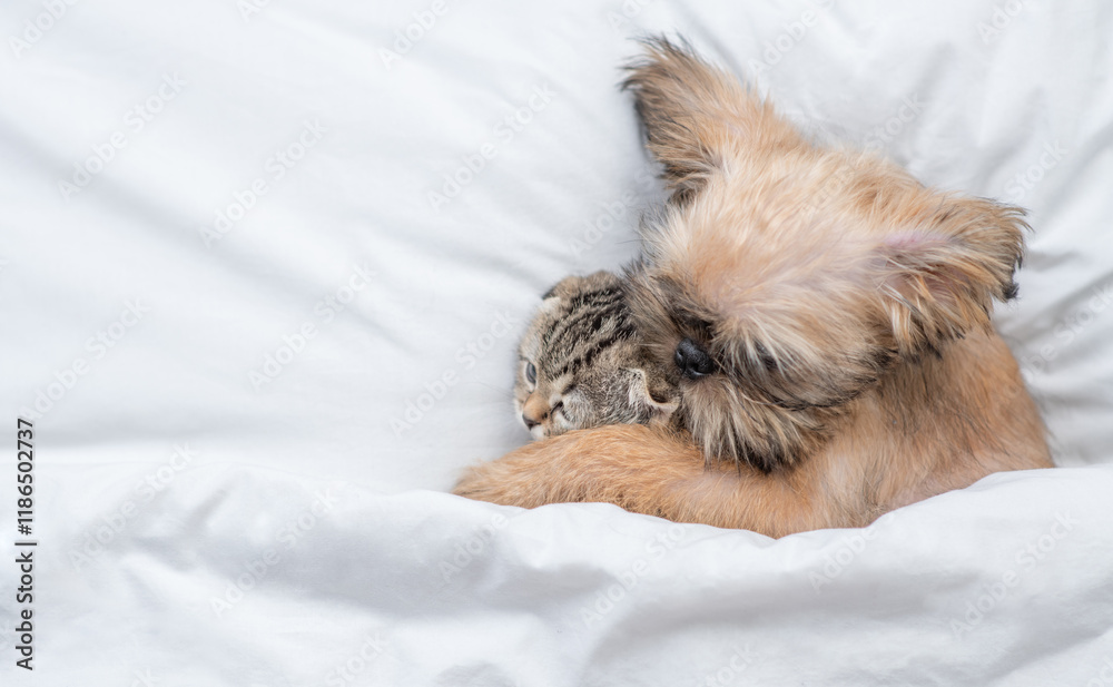 Aufkleber friendly brussels griffon puppy hugs tabby fold kitten under white warm blanket on a bed at home. to