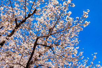 Obraz premium 春の東京・隅田公園で見た、満開の桜の花と快晴の青空