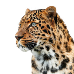 Fototapeta premium Majestic Amur Leopard Portrait on Isolated Clean transparent background