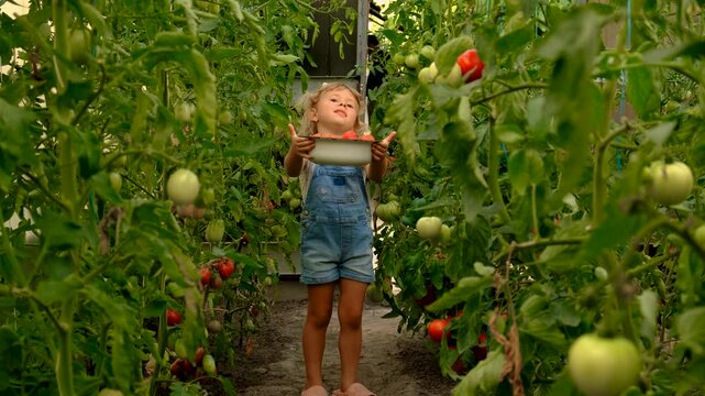 Child picking and eating tomatoes in the garden. Selective focus.