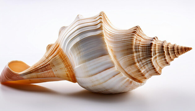 sea shell remoted on white