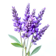 Obraz premium Lavender on white Background. 