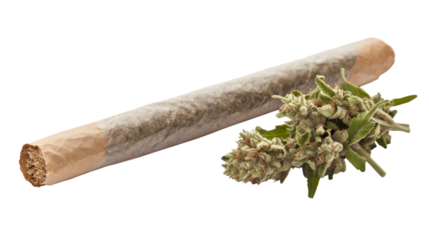 marijuana cigarette whit buds. marijuana joint