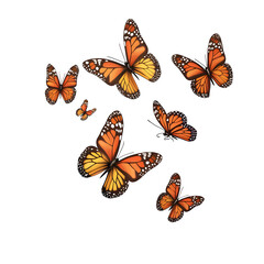 some butterflies flying isolated on transparent background