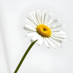 White Chamomile on white background. 
