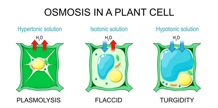 Osmosis in a plant cell